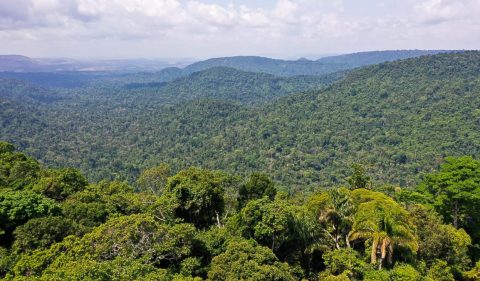 Floresta Nacional de Carajás na Amazônia Oriental (Foto: TV Brasil)