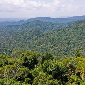 Entenda o que é o mercado de carbono, instrumento que o governo busca regulamentar
