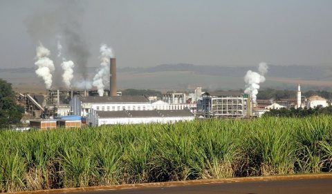 São Martinho dispara no Ibovespa. Foto: Divulgação
