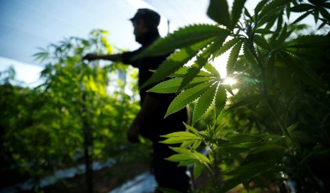 O andamento da regulamentação do setor ao redor do planeta frustra os fundos de investimento em maconha. Foto: Cesar Olmedo/Reuters