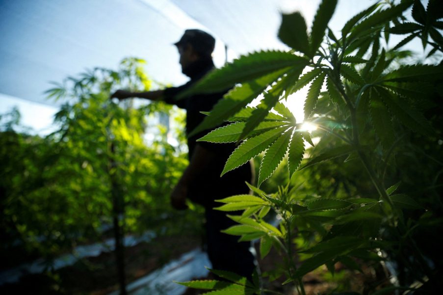 Fundos de investimento em maconha: entenda o mercado, seus riscos e veja como investir