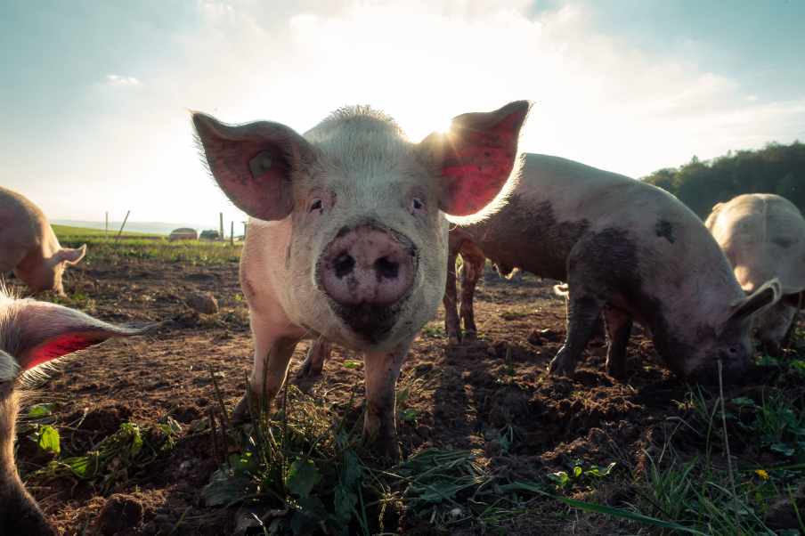 Ações de frigoríficos fecham em alta após casos de peste suína na China; a exceção foi BRF (BRFS3), que ficou estável