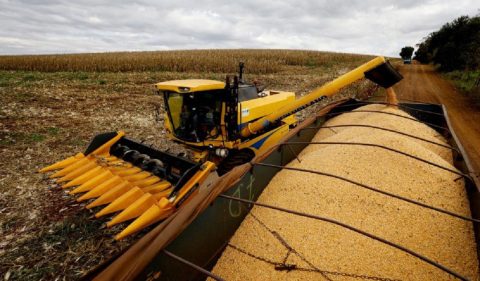 Colheita de milho em Maringá, no Paraná. Foto: Rodolfo Buhrer/Reuters